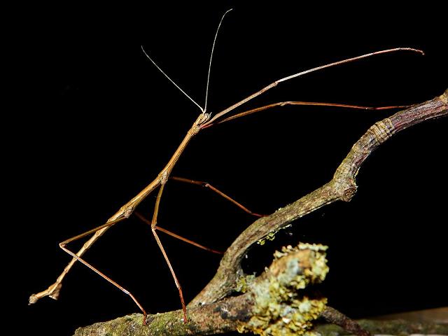 Acanthoxyla prasina subsp inermis male Unarmed Stick Insect Phasmida Images