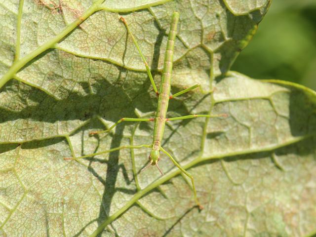 Acanthoxyla prasina subsp inermis female nymph Unarmed Stick Insect Phasmida Images