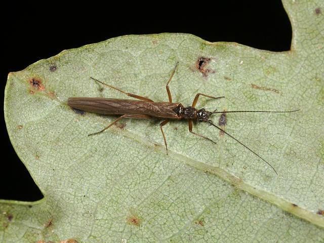 Predatory Stonefly adult woodland images