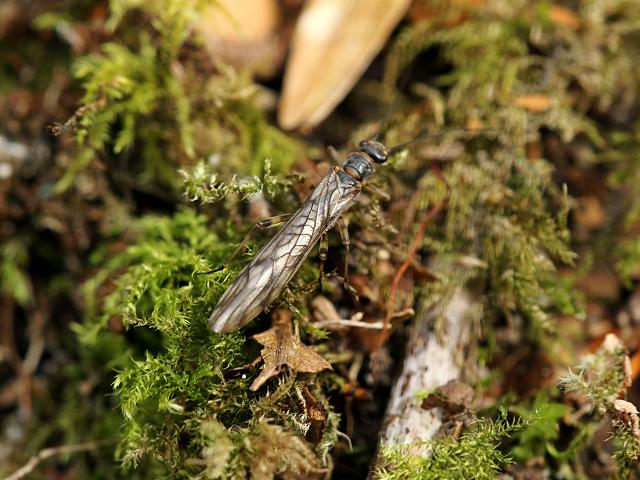 Predatory Stonefly adult woodland images