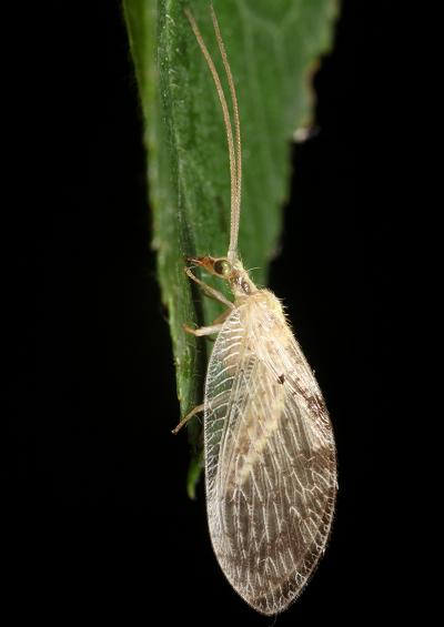 Alder Fly Snake Fly and Lacewing Neuroptera Images UK