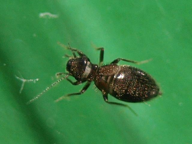 Lepinotus patruelis Barkfly Psocoptera Images