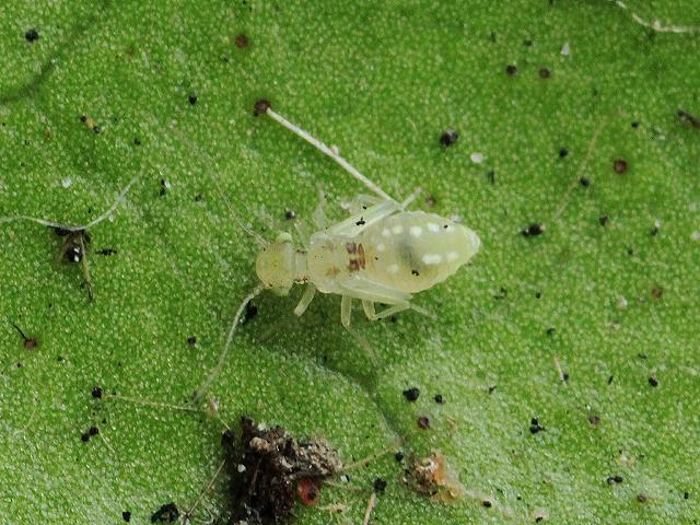 Trichopsocus clarus Barkfly Psocoptera Images
