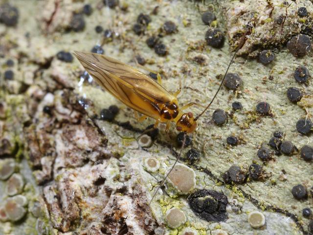 Valenzuela flavidus Barkfly Psocoptera Images
