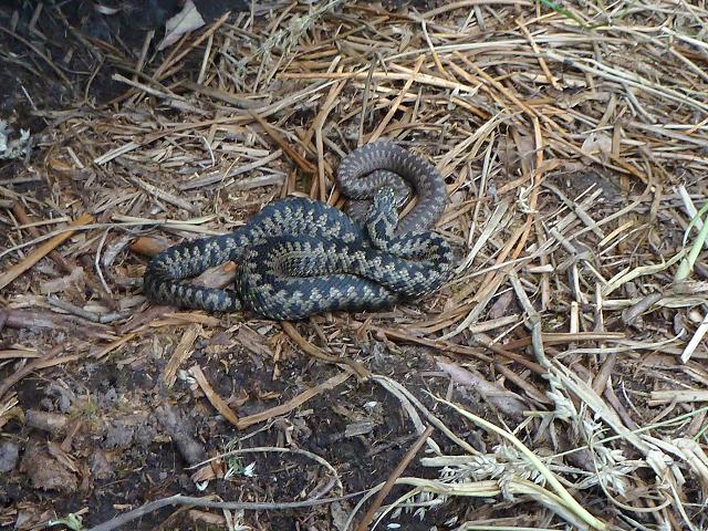 Viper berus Adder or Viper Snakes and Lizards Reptile Images