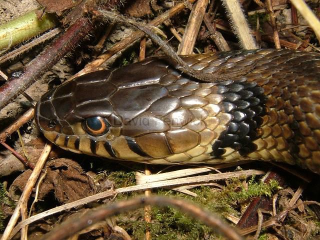 Grass Snake Natrix natrix Snakes and Lizards Reptile Images