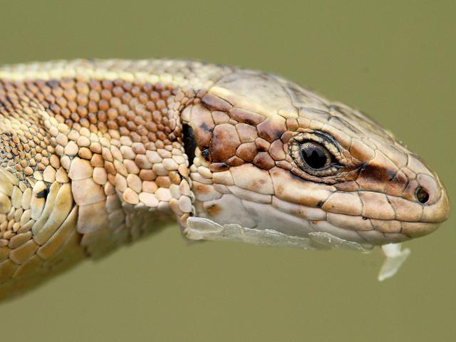 Lacerta vivipara Common Lizard Images