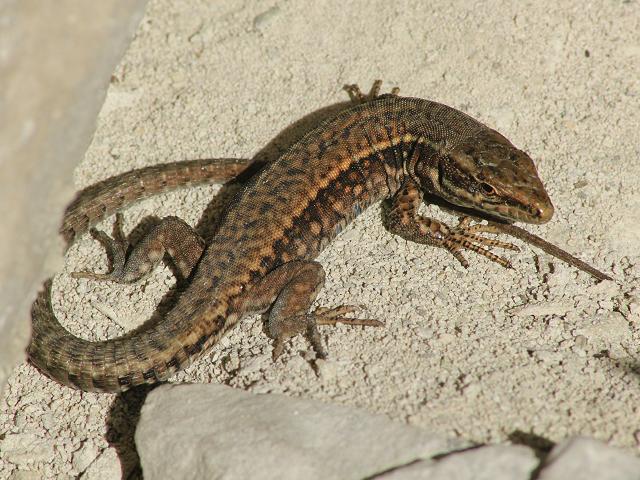 Podarcis muralis Wall Lizard Images