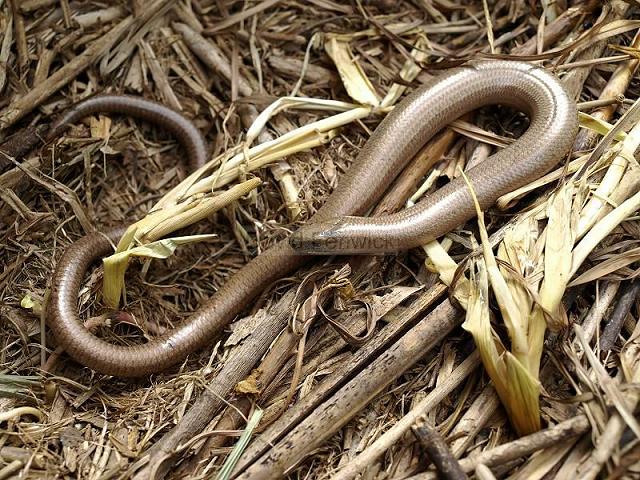 Anguis fragilis Slow Worm Snakes and Lizards Reptile Images