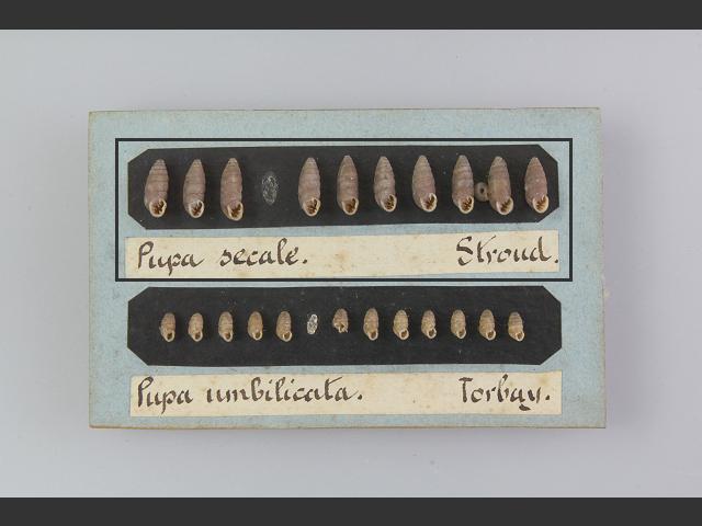 Abida secale secale Large chrysalis snail Images
