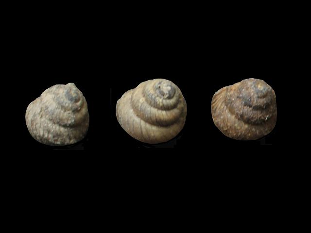 Acanthinula aculeata Prickly snail Images