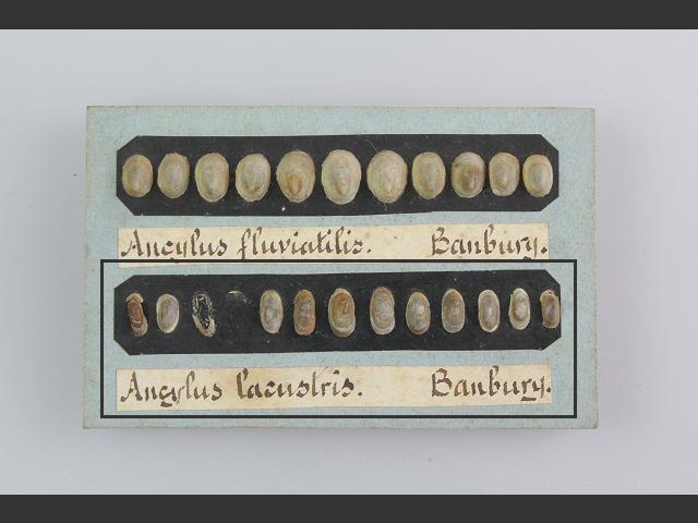 Acroloxus lacustris Lake limpet snail Images