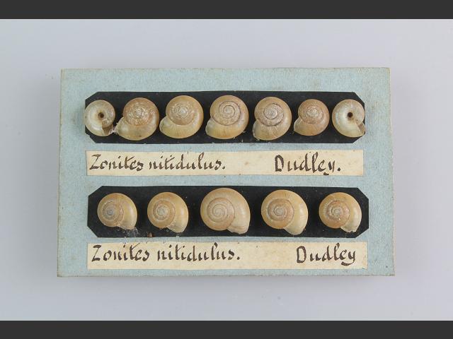 Aegopinella nitidula Smooth glass snail Images