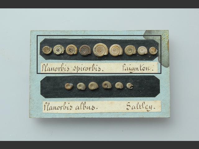 Anisus spirorbis Button ramshorn snail Images