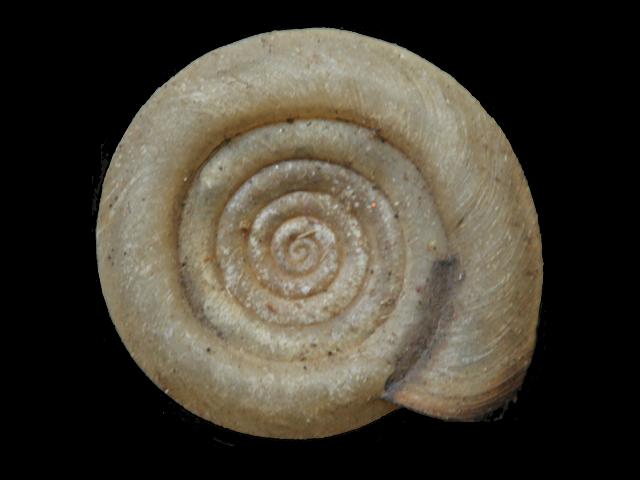 Anisus vortex Whirlpool rams horn snail Images