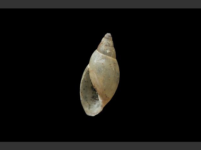 Aplexa hypnorum Moss bladder snail Images