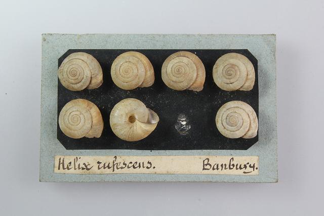 Arianta arbustorum arbustorum Copse snail Images