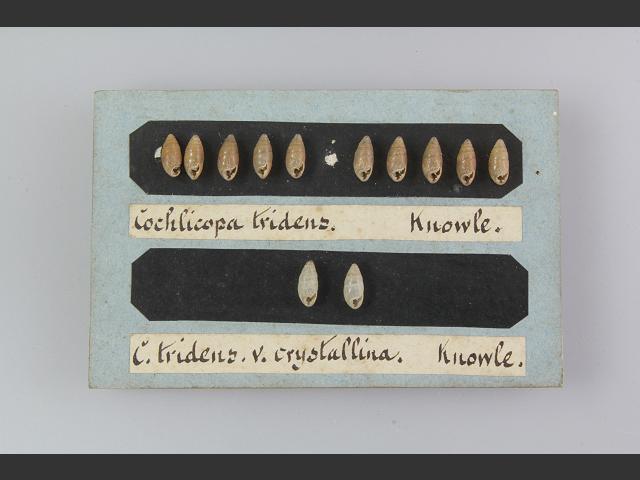 Azeca goodalli Three toothed snail Images