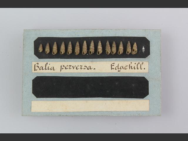 Balea perversa Wall snail Images