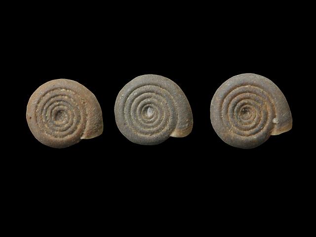 Bathyomphalus contortus Twisted ramshorn snail Images