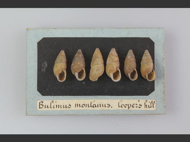 Ena montana Mountain bulin snail Images
