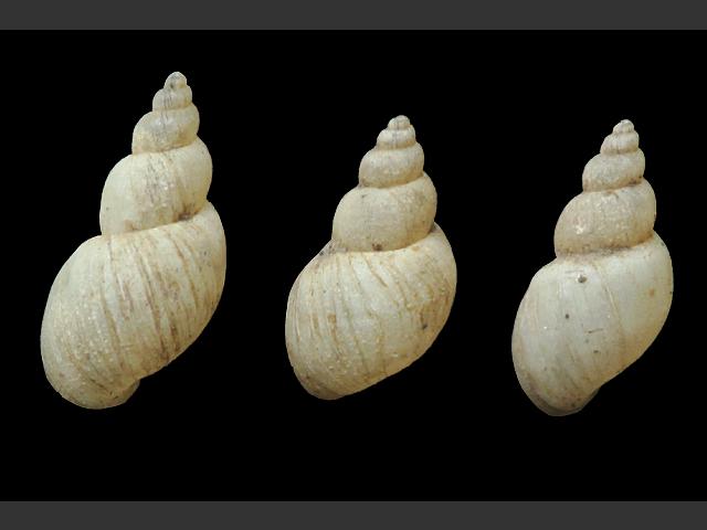 Galba truncatula Dwarf pond snail or Fluke snail Images
