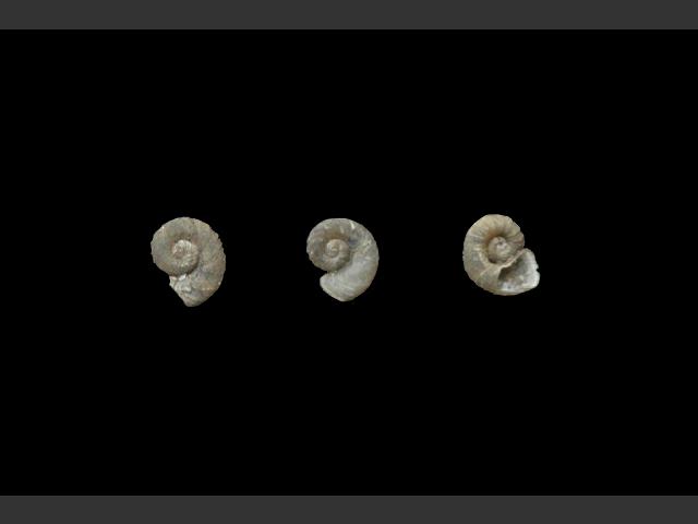 Gyraulus crista Nautilus ramshorn snail Images