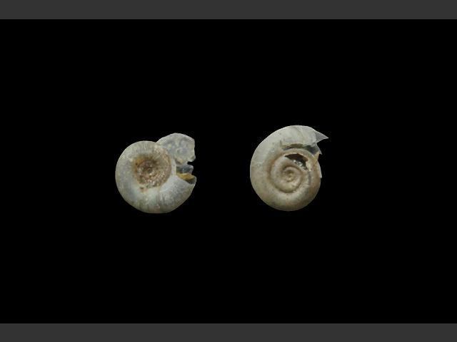 Gyraulus laevis Smooth ramshorn snail Images
