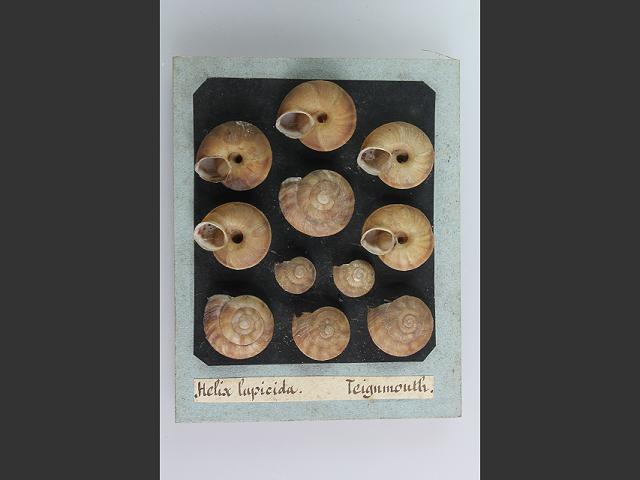 Helicigona lapicida lapicida Lapidary snail Images