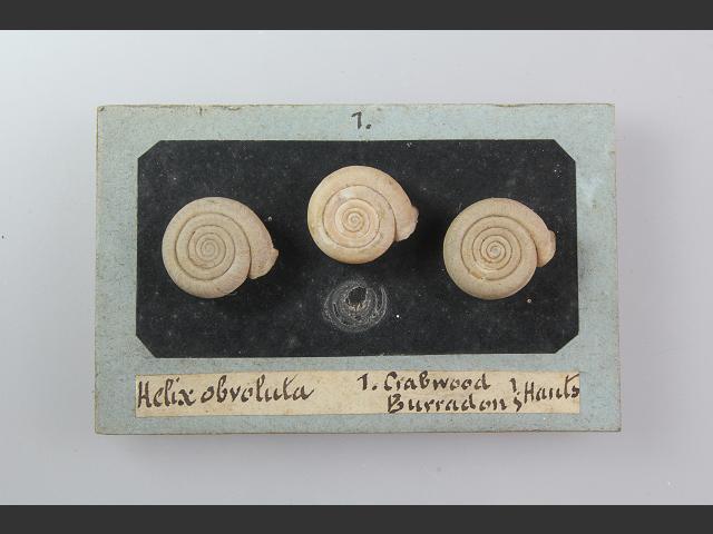 Helicodonta obvoluta obvoluta Cheese snail Images