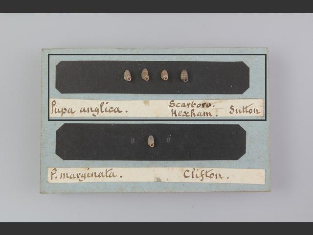 Leiostyla anglica English chrysalis snail Images