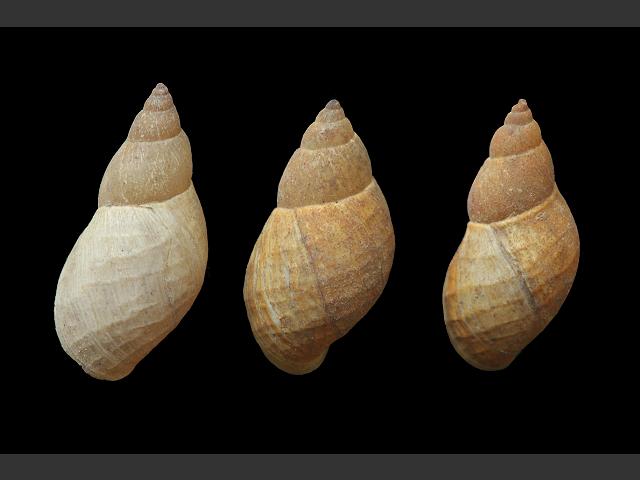 Lymnaea palustris Marsh pond snail Images