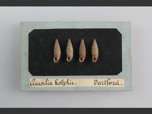 Macrogastra rolphii Rolphs door snail Images