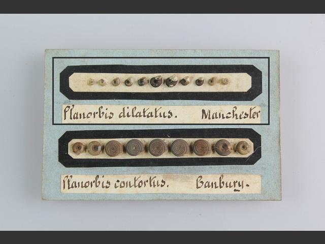 Menetus dilatatus Trumpet ramshorn snail Images