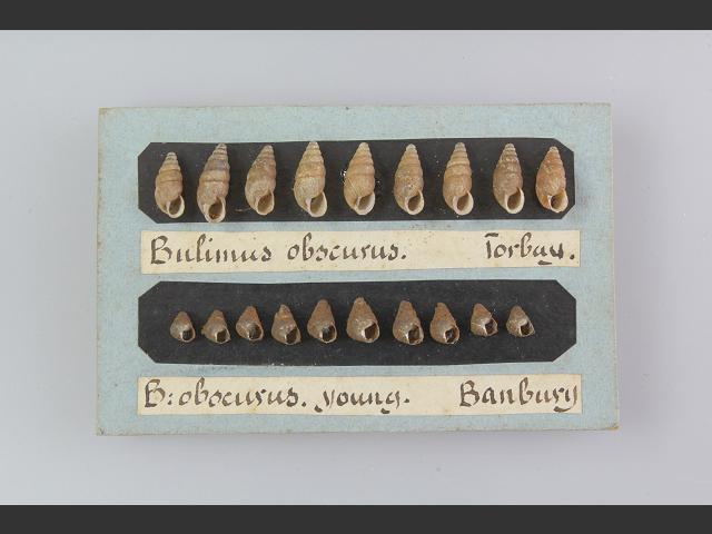 Merdigera obscura Lesser bulin snail Images