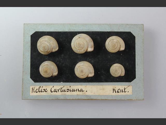 Monacha cartusiana Chartreuse snail Images