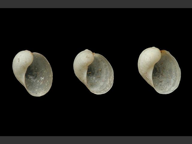 Myxas glutinosa Glutinous snail Images