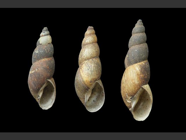 Omphiscola glabra Mud pond snail Images