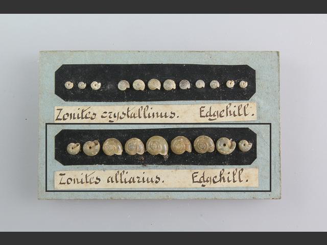 Oxychilus alliarius Garlic snail Images
