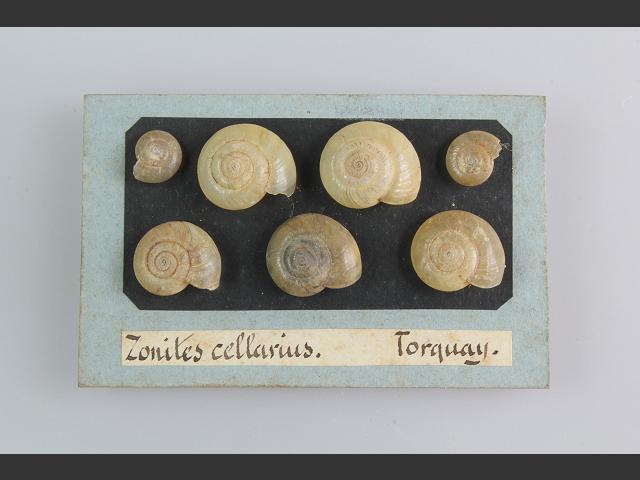 Oxychilus cellarius Cellar snail Images