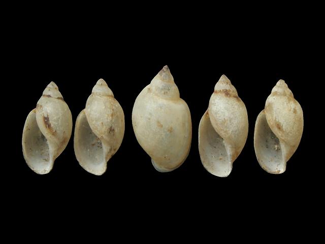 Physa species Bladder snail Images