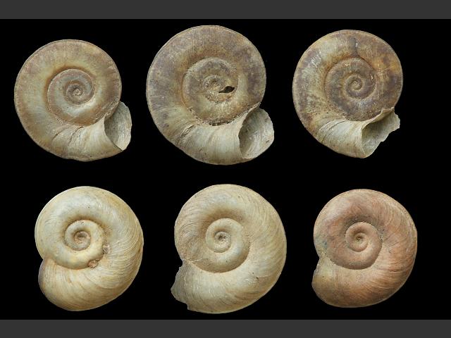 Planorbis carinatus Keeled ramshorn snail Images