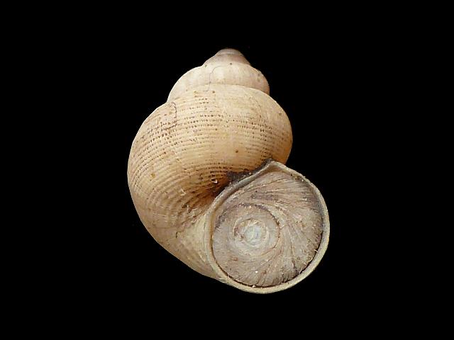 Pomatias elegans Round mouthed snail Images