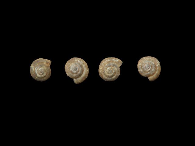 Punctum pygmaeum Dwarf snail Images