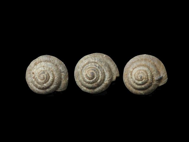 Pyramidula pusilla Rock snail Images