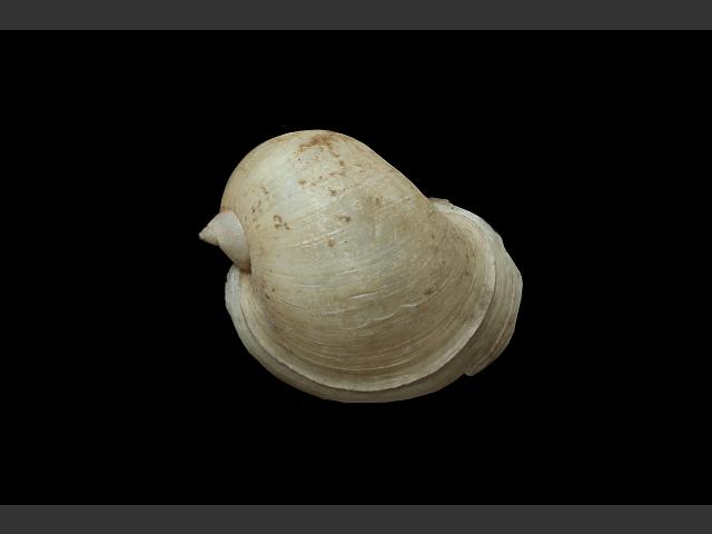 Radix auricularia Ear pond snail Images