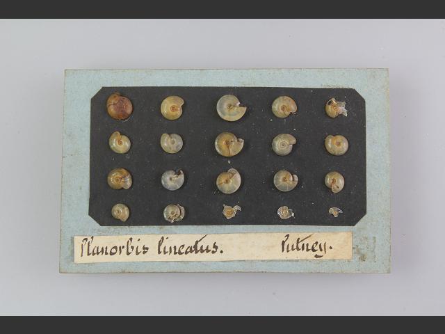 Segmentina nitida Shining ramshorn snail Images