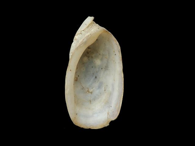 Testacella maugei Mauges slug Images