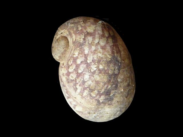 Theodoxus fluviatilis fluviatilis Freshwater or River nerite Images