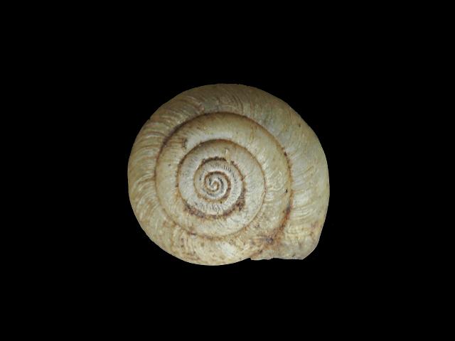 Trochulus hispidus Hairy snail Images